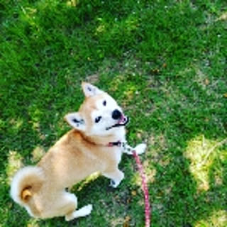 usa.momo