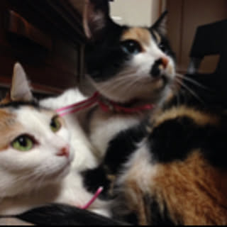 nyanko_2