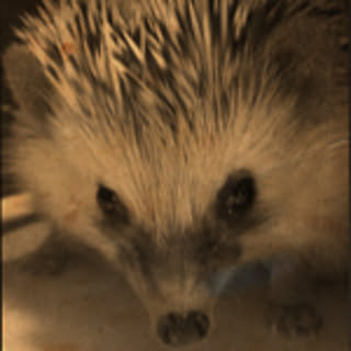 akubogangsta
