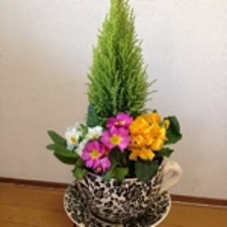 mayumi