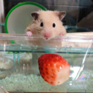 ayako