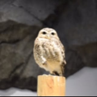 KTT