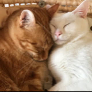 coco-nene