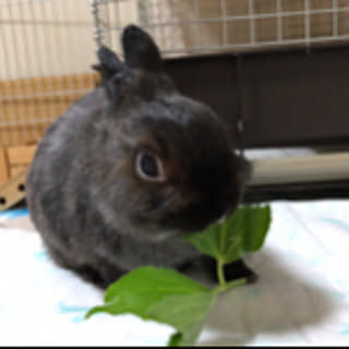 ruko