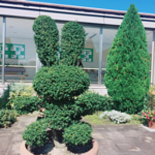 maimai