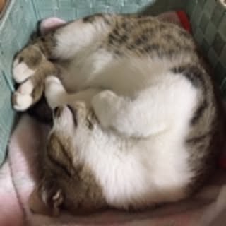 summermoon