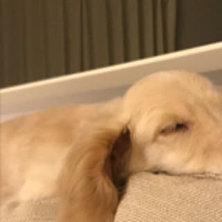 kozu