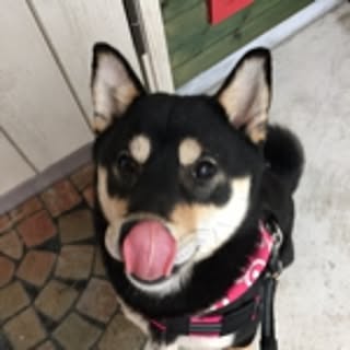 Qoo