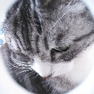 myu-s-cat