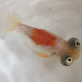Kumi