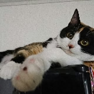 honey_beemt