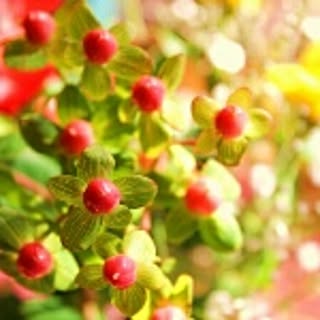 hypericum