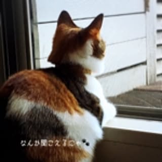 nyao