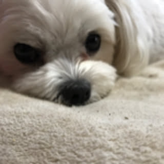nico2