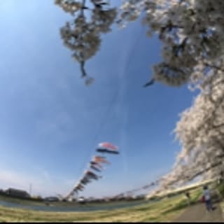Mayu