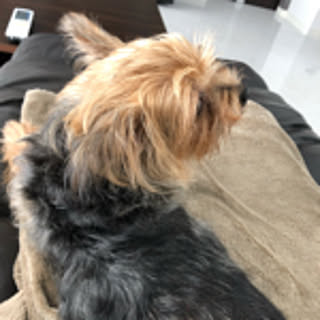 miho