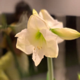 harumi