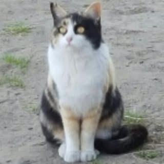 mochio