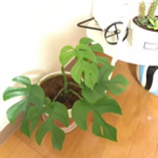 kokoyu