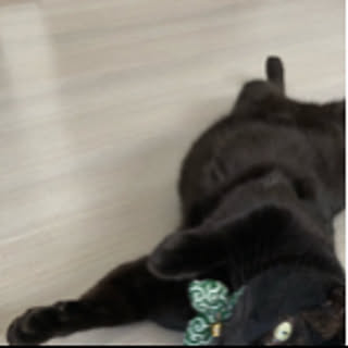 gamerneko
