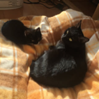 azukicat