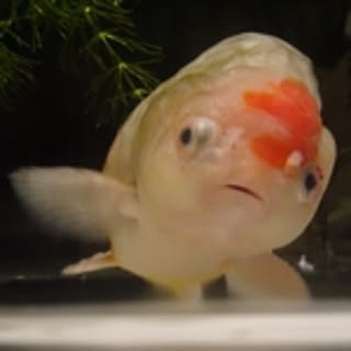 chaaaki