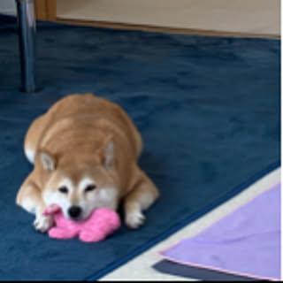 gerugege