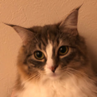 kiki
