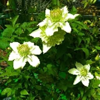 asdaisy