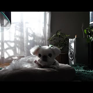 pekiko