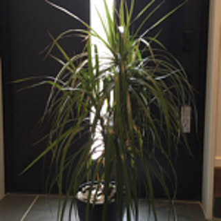 kijana