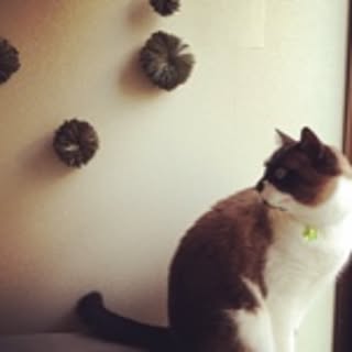 mog.mog