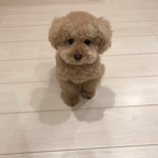 momo