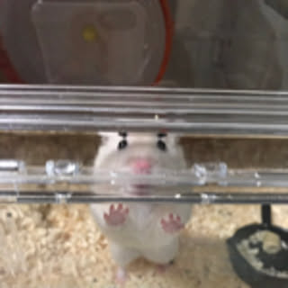 hamuu