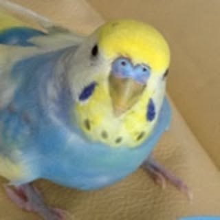 pinokiti