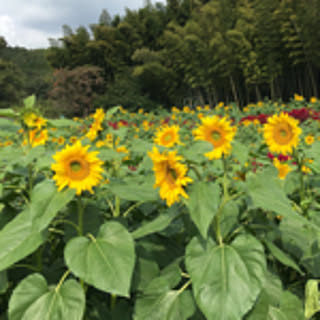 mitsukimama