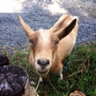 mumu