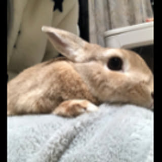 hirupuu