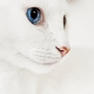koneko