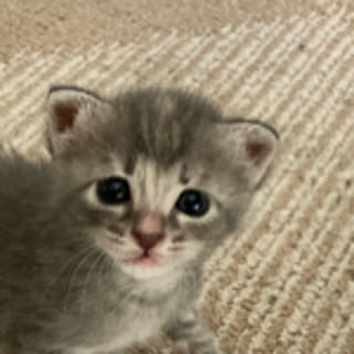 miwarin