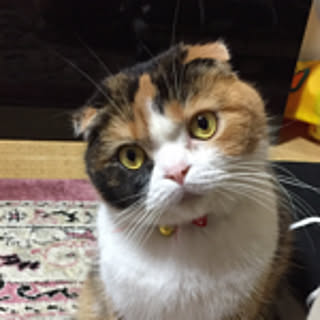 shiratama