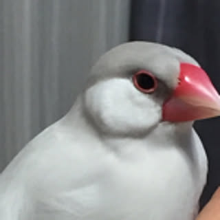 siroihato