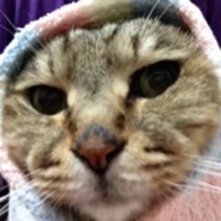 murasaki_s2