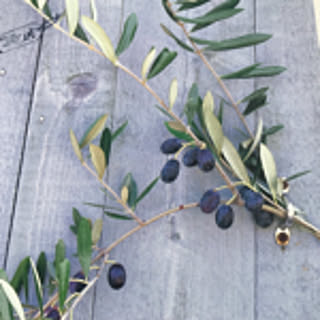 s_olive