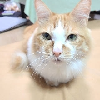 rokumonsen