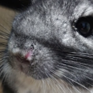 yuki