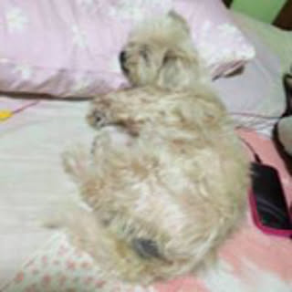 Carmina