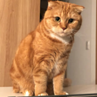 Mimi