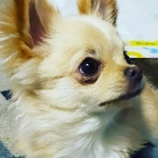 niko.kumu0803