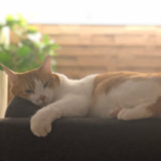 Free-Life